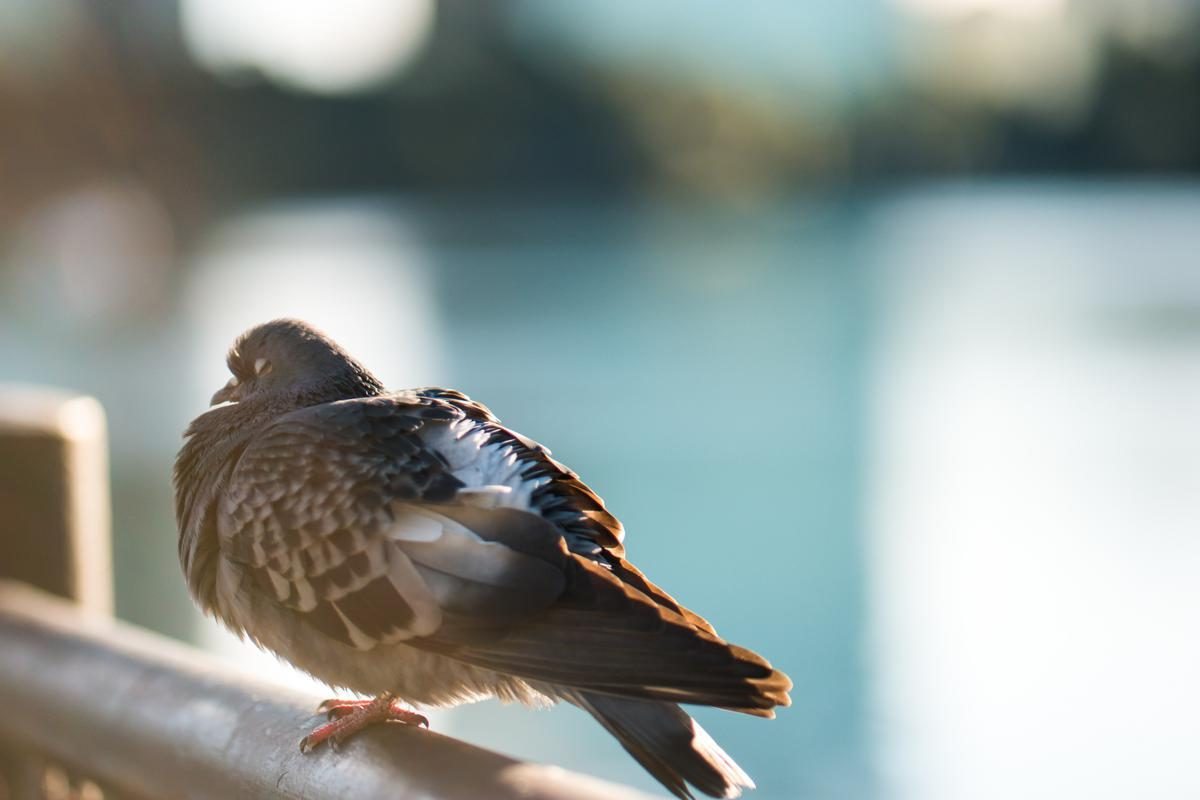 Dove photo by Daniel Ruyter via Unsplash